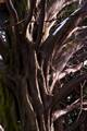 Carpinus betulus Columnaris IMG_8985 Grab pospolity